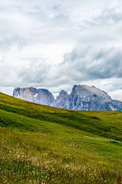 İtalya, Alpe di Siusi, Seiser Alm Sassolungo Langkofel Dolomite ile birlikte, arkasında dağ olan büyük yeşil bir tarla.