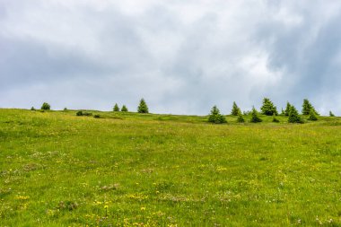 İtalya, Alpe di Siusi, Seiser Alm Sassolungo Langkofel Dolomite ile birlikte, yemyeşil bir tarlaya yakın çekim.