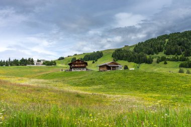 İtalya, Alpe di Siusi, Seiser Alm ve Sassolungo Langkofel Dolomite, yemyeşil bir tarlada otlayan sığır sürüsü.