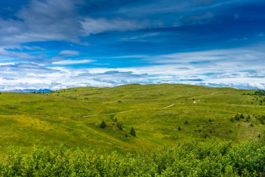 İtalya, Alpe di Siusi, Seiser Alm ve Sassolungo Langkofel Dolomite, yemyeşil bir tarlada otlayan bir koyun sürüsü.