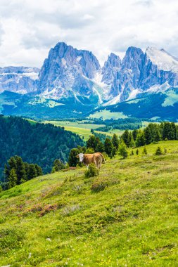İtalya, Alpe di Siusi, Seiser Alm ve Sassolungo Langkofel Dolomite, yemyeşil bir yamaçta otlayan sığır sürüsü.