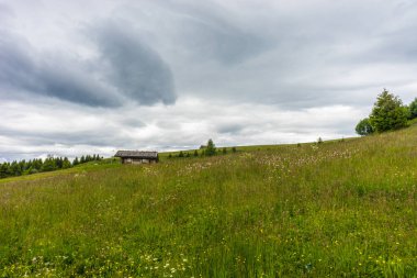 İtalya, Alpe di Siusi, Seiser Alm Sassolungo Langkofel Dolomite ile birlikte, yemyeşil bir tarlaya yakın çekim.