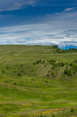 İtalya, Alpe di Siusi, Seiser Alm ve Sassolungo Langkofel Dolomite, yemyeşil bir tarlada otlayan bir koyun sürüsü.
