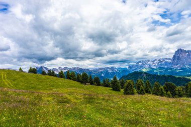 İtalya, Alpe di Siusi, Seiser Alm Sassolungo Langkofel Dolomite ile birlikte, arkasında dağ olan büyük yeşil bir tarla.