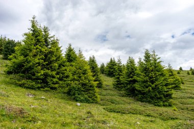 İtalya, Alpe di Siusi, Seiser Alm ve Sassolungo Langkofel Dolomite, yemyeşil bir tarlanın ortasında bir ağaç.