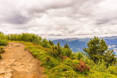 İtalya, Alpe di Siusi, Seiser Alm Sassolungo Langkofel Dolomite ile, tepenin kenarında ağaçların olduğu bir yol.