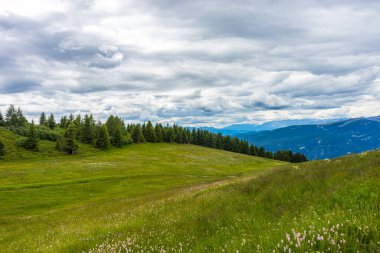 İtalya, Alpe di Siusi, Seiser Alm Sassolungo Langkofel Dolomite ile birlikte, yemyeşil bir tarlaya yakın çekim.