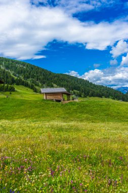 İtalya, Alpe di Siusi, Seiser Alm Sassolungo Langkofel Dolomite ile birlikte, yemyeşil bir tarlaya yakın çekim.