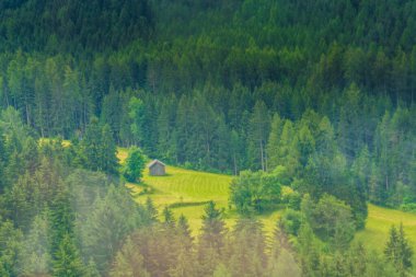İtalya, Alpe di Siusi, Seiser Alm ve Sassolungo Langkofel Dolomite, yemyeşil ormanda yürüyen bir koyun sürüsü.