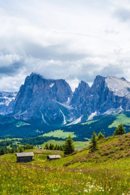 İtalya, Alpe di Siusi, Seiser Alm ve Sassolungo Langkofel Dolomite arka planda dağ olan bir tarla.