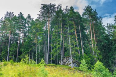 İtalya, Alpe di Siusi, Seiser Alm ve Sassolungo Langkofel Dolomite, ormanda bir ağaç.