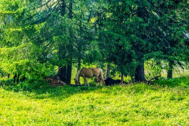 Alpe di Siusi, Seiser Sadm ve Sassolungo Langkofel Dolomite, ayakta duran beyaz at sürüsü.