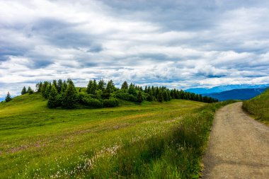 Alpe di Siusi, Seiser Alm Sassolungo Langkofel Dolomite ile birlikte, yemyeşil bir tarlada yayan bir yürüyüş yolu.