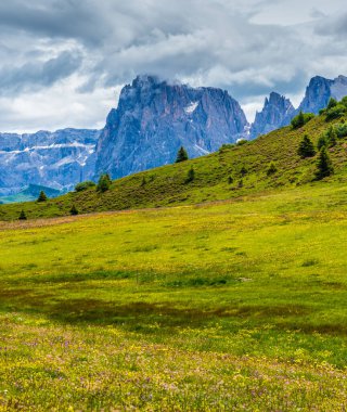 İtalya, Alpe di Siusi, Seiser Alm Sassolungo Langkofel Dolomite ile birlikte, arkasında dağ olan büyük yeşil bir tarla.
