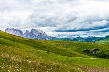 Alpe di Siusi, Seiser Sadm ve Sassolungo Langkofel Dolomite, yemyeşil bir arazinin yakın çekimi.
