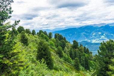 İtalya, Alpe di Siusi, Seiser Alm Sassolungo Langkofel Dolomite ile birlikte arka planda dağ olan bir ağaç.