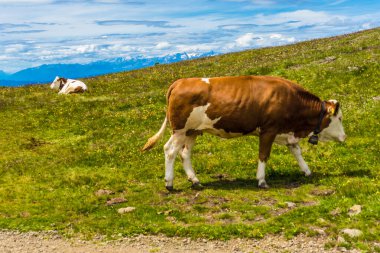 İtalya, Alpe di Siusi, Seiser Alm Sassolungo Langkofel Dolomite ile, çimlerin üzerinde duran kahverengi ve beyaz bir inek