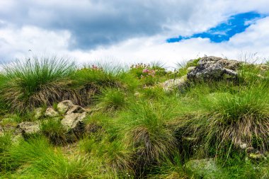 İtalya, Alpe di Siusi, Seiser Alm Sassolungo Langkofel Dolomite ile, çimenli bir tepede bir ağaç