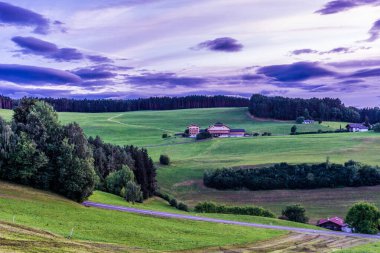 İtalya, Alpe di Siusi, Seiser Alm ve Sassolungo Langkofel Dolomite, yemyeşil bir tarlada otlayan bir koyun sürüsü.
