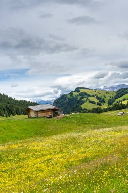 İtalya, Alpe di Siusi, Seiser Alm ve Sassolungo Langkofel Dolomite. Arka planda ağaçlar olan büyük yeşil bir alan.