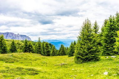 İtalya, Alpe di Siusi, Seiser Alm Sassolungo Langkofel Dolomite ile birlikte, yemyeşil bir tarlaya yakın çekim.