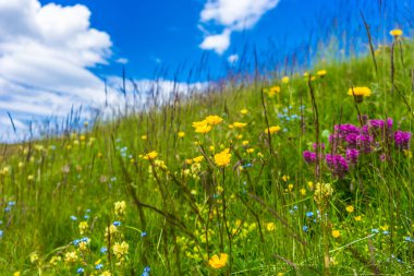 İtalya, Alpe di Siusi, Seiser Alm Sassolungo Langkofel Dolomite ile, tarlada sarı bir çiçek