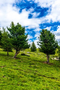 İtalya, Alpe di Siusi, Seiser Alm Sassolungo Langkofel Dolomite ile birlikte, otlak bir alanda büyük bir ağaç.