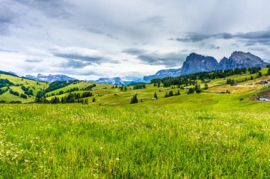 İtalya, Alpe di Siusi, Seiser Alm Sassolungo Langkofel Dolomite ile birlikte, arkasında dağ olan büyük yeşil bir tarla.