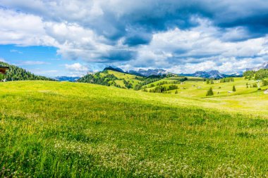 İtalya, Alpe di Siusi, Seiser Alm Sassolungo Langkofel Dolomite ile birlikte, yemyeşil bir tarlaya yakın çekim.