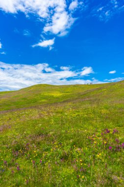 İtalya, Alpe di Siusi, Seiser Alm Sassolungo Langkofel Dolomite ile birlikte, yemyeşil bir tarlaya yakın çekim.