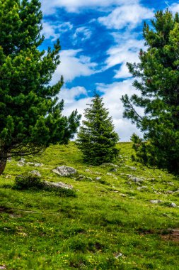 İtalya, Alpe di Siusi, Seiser Alm Sassolungo Langkofel Dolomite ile, çimenli bir tarlada bir ağaç