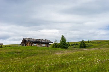 İtalya, Alpe di Siusi, Seiser Alm Sassolungo Langkofel Dolomite ile birlikte, yemyeşil bir tarlaya yakın çekim.