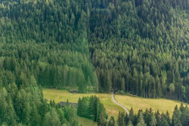 Alpe di Siusi, Seiser Sadm ve Sassolungo Langkofel Dolomite, yemyeşil bir orman.