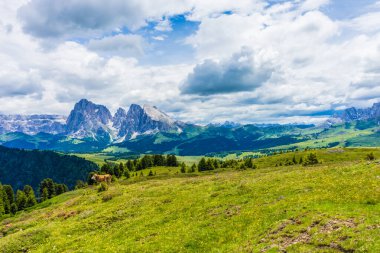 İtalya, Alpe di Siusi, Seiser Alm Sassolungo Langkofel Dolomite ile birlikte, arkasında dağ olan büyük yeşil bir tarla.