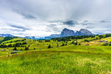 İtalya, Alpe di Siusi, Seiser Alm ve Sassolungo Langkofel Dolomite, yemyeşil bir tarlada otlayan sığır sürüsü.