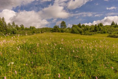 İtalya, Alpe di Siusi, Seiser Alm ve Sassolungo Langkofel Dolomite. Arka planda ağaçlar olan büyük yeşil bir alan.
