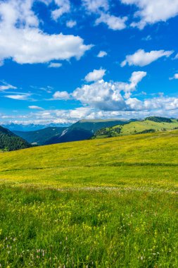 İtalya, Alpe di Siusi, Seiser Alm Sassolungo Langkofel Dolomite ile birlikte, arkasında dağ olan büyük yeşil bir tarla.
