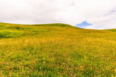 İtalya, Alpe di Siusi, Seiser Alm ve Sassolungo Langkofel Dolomite, yemyeşil bir alanda duran ve arka planda Konza Prairie Doğal Alanı olan bir kişi.