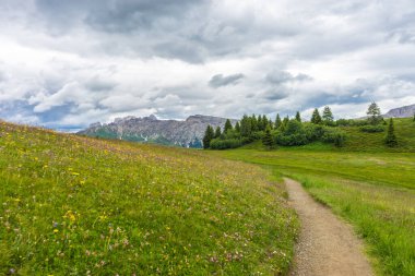 Alpe di Siusi, Seiser Alm Sassolungo Langkofel Dolomite ile birlikte, yemyeşil bir tarlada yayan bir yürüyüş yolu.
