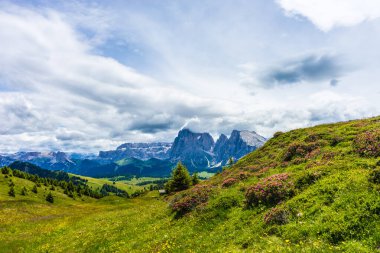 İtalya, Alpe di Siusi, Seiser Alm Sassolungo Langkofel Dolomite ile birlikte, arkasında dağ olan büyük yeşil bir tarla.