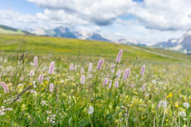 İtalya, Alpe di Siusi, Seiser Alm Sassolungo Langkofel Dolomite ile birlikte, bir çiçek tarlasına yakın çekim.