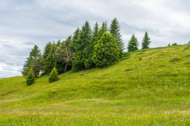 Alpe di Siusi, Seiser Sadm ve Sassolungo Langkofel Dolomite, yemyeşil bir arazinin yakın çekimi.