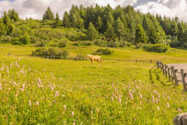 Alpe di Siusi, Seiser Sadm ve Sassolungo Langkofel Dolomite, yemyeşil bir tarlada otlayan bir at.