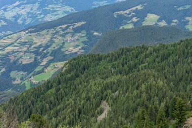 Alpe di Siusi, Seiser Sadm ve Sassolungo Langkofel Dolomite. Arka planda dağ olan bir orman.