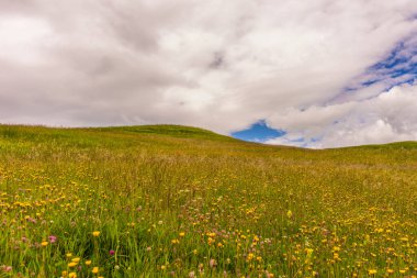 İtalya, Alpe di Siusi, Seiser Alm Sassolungo Langkofel Dolomite ile, tarlada sarı bir çiçek