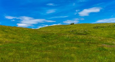 İtalya, Alpe di Siusi, Seiser Alm Sassolungo Langkofel Dolomite ile birlikte, yemyeşil bir tarlaya yakın çekim.