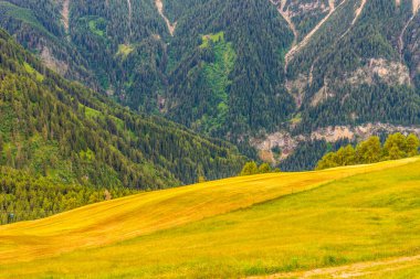 İtalya, Alpe di Siusi, Seiser Alm Sassolungo Langkofel Dolomite ile birlikte, yemyeşil bir yamaçta.