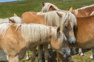 İtalya, Alpe di Siusi, Seiser Alm ve Sassolungo Langkofel Dolomite, bir atın yakın çekimi.
