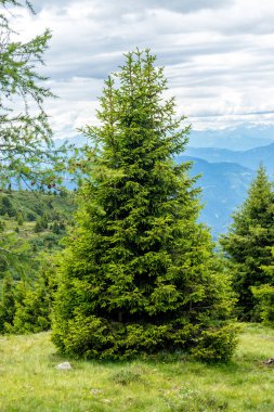 İtalya, Alpe di Siusi, Seiser Alm ve Sassolungo Langkofel Dolomite, yemyeşil bir tarlanın ortasında bir ağaç.