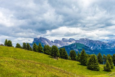 İtalya, Alpe di Siusi, Seiser Alm Sassolungo Langkofel Dolomite ile birlikte, arkasında dağ olan büyük yeşil bir tarla.